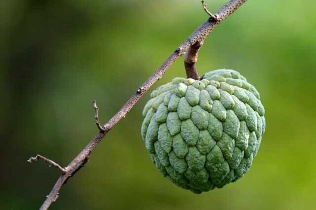 Custard Apple Benefits: सीताफल खाने के फायदे और नुकसान जानिए (Image Source: Pixabay)