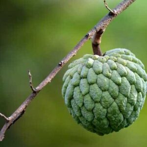 Custard Apple Benefits: सीताफल खाने के फायदे और नुकसान जानिए (Image Source: Pixabay)