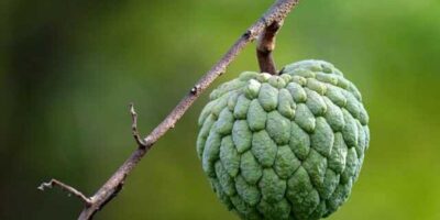 Custard Apple Benefits: सीताफल खाने के फायदे और नुकसान जानिए