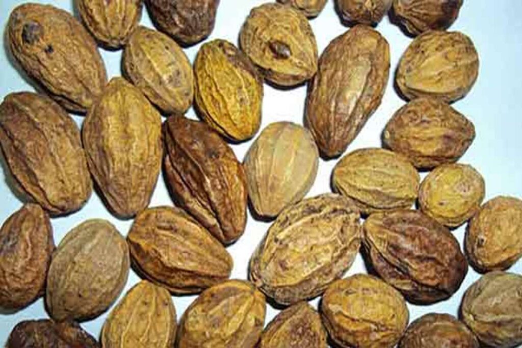 Harad Health Benefits: यौन समस्याओं से लेकर पाचन तक, जानिए हरड़ के फायदे