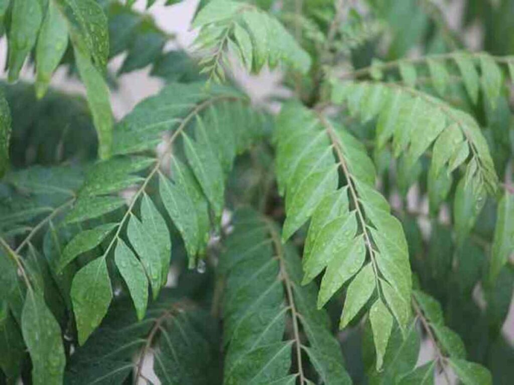 Curry Leaves Health Benefits: कढ़ी पत्ते खाने के फायदे और कुछ नुकसान