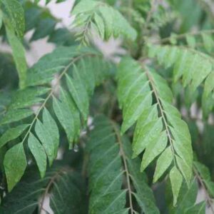 Curry Leaves Health Benefits: कढ़ी पत्ते खाने के फायदे और कुछ नुकसान