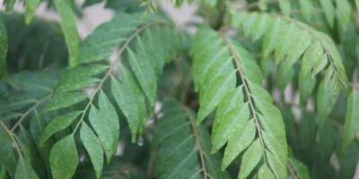 Curry Leaves Health Benefits: कढ़ी पत्ते खाने के फायदे और नुकसान यहां जानिए