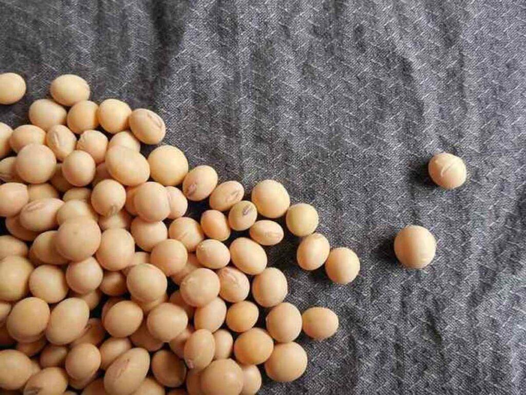 Soybean Health Benefits: सोयाबीन खाने के फायदे, नुकसान और उपयोग (Image Source: Pixabay)