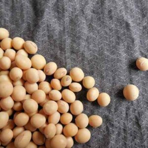 Soybean Health Benefits: सोयाबीन खाने के फायदे, नुकसान और उपयोग (Image Source: Pixabay)