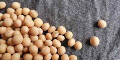 Soybean Health Benefits: सोयाबीन खाने के फायदे, नुकसान और उपयोग