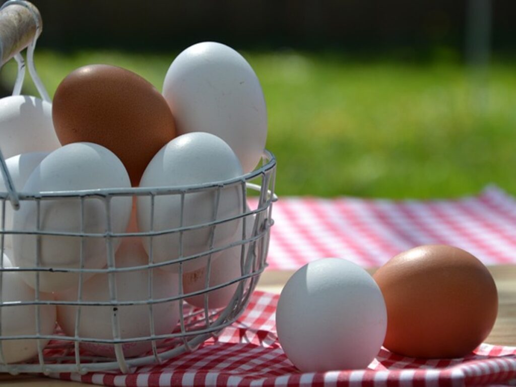 Real Egg vs Plastic Egg: अंडा प्लास्टिक का है या मुर्गी का, इस तरह लगाएं पता (Image Source: Pixabay)