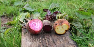 Beetroot Health Benefits: चुकंदर खाने के फायदे और नुकसान