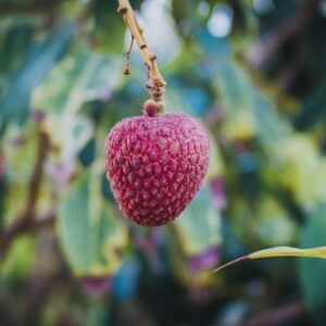 Lychee Benefits in Hindi: लीची खाने के फायदे और नुकसान क्या है? यहां जानिए