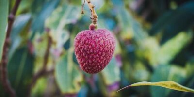 Lychee Benefits in Hindi: लीची खाने के फायदे और नुकसान क्या है? यहां जानिए