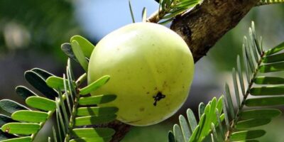 Amla Health Benefits: बालों से लेकर त्वचा तक, जानिए आंवला के चमत्कारी फायदे