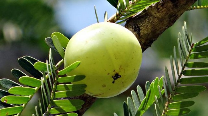 Amla Health Benefits: बालों से लेकर त्वचा तक, जानिए आंवला के चमत्कारी फायदे