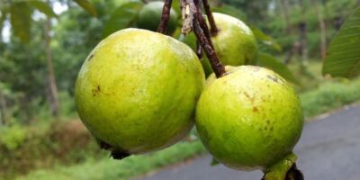 Guava Health Benefits: अमरूद खाने के फायदे और नुकसान यहां जानिए