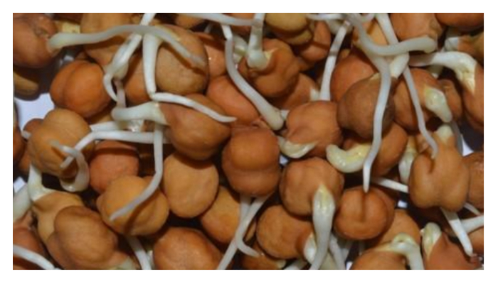 Sprouted Gram Benefits:अंकुरित चने (स्प्राउट्स) खाने के रोचक फायदे