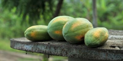 Papaya Health Benefits: पपीता खाने के इन फायदों को जानकर आप हो जाएंगे हैरान