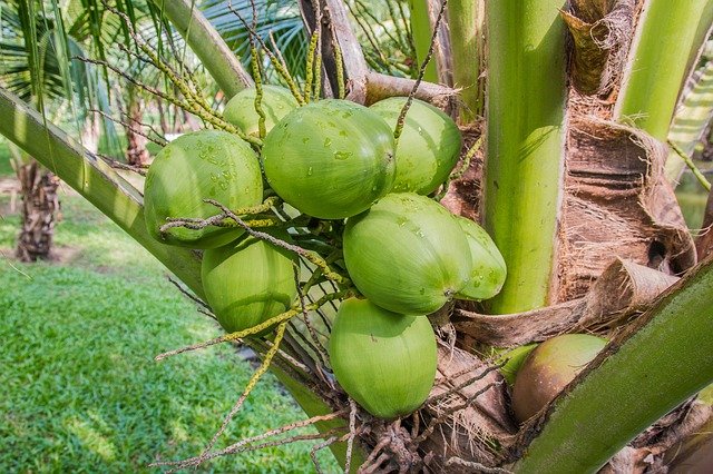 Benefits of Coconut Water सेहत के लिए बहुत लाभकारी है नारियल पानी, जानिए इसके अनगिनत फायदे