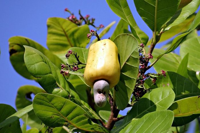 Cashew Benefits in Hindi