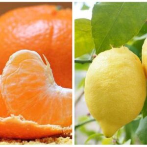 Orange Vs. Lemon Juice संतरा और नींबू में कौन है सबसे ज्‍यादा बेहतर, यहां जानिए