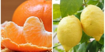 Orange Vs. Lemon Juice: संतरा और नींबू में कौन है सबसे ज्‍यादा बेहतर, यहां जानिए