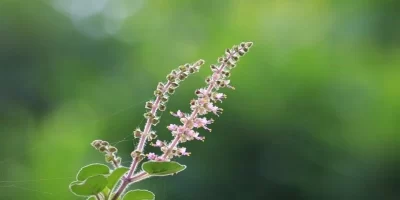 Tulsi Leaves Benefits: तनाव से लेकर कब्ज तक, तुलसी के पत्ते खाने के है अनगिनत फायदे