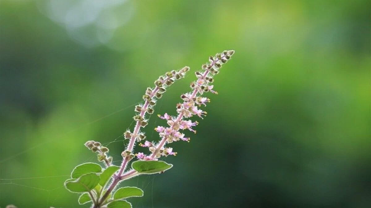 Tulsi Leaves Benefits: तनाव से लेकर कब्ज तक, तुलसी के पत्ते खाने के है अनगिनत फायदे