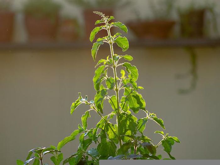 Holy Basil Benefits in Hindi