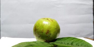 Benefits of Guava: अमरूद खाने के इतने सारे है फायदे, जिसे जानकर आप हो जाएंगे हैरान