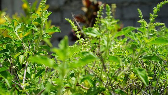 Holy Basil Benefits in Hindi