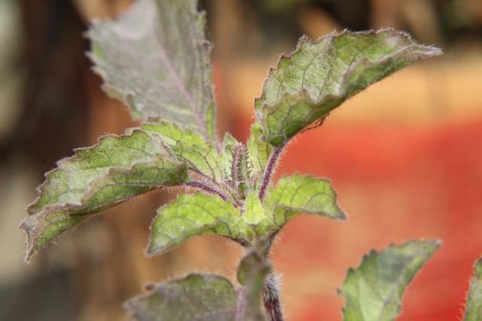 Tulsi Leaves Benefits in Hindi