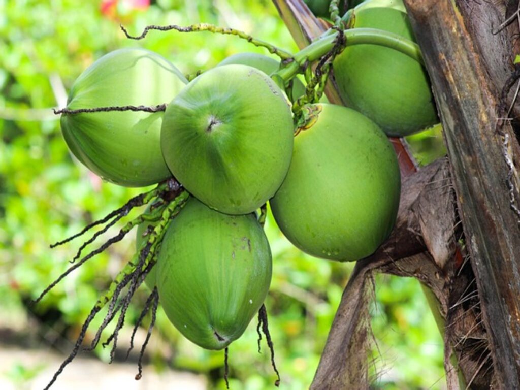 Coconut Water Benefits: नारियल पानी से होने वाले फायदों के बारे में जानकर हो जाएंगे हैरान