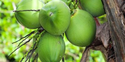 Coconut Water Benefits: नारियल पानी से होने वाले फायदों के बारे में जानकर हो जाएंगे हैरान