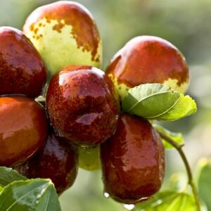 Dates Side Effects: खजूर के ज्यादा सेवन से हो सकते है ये बड़े नुकसान, आप भी जान लीजिए