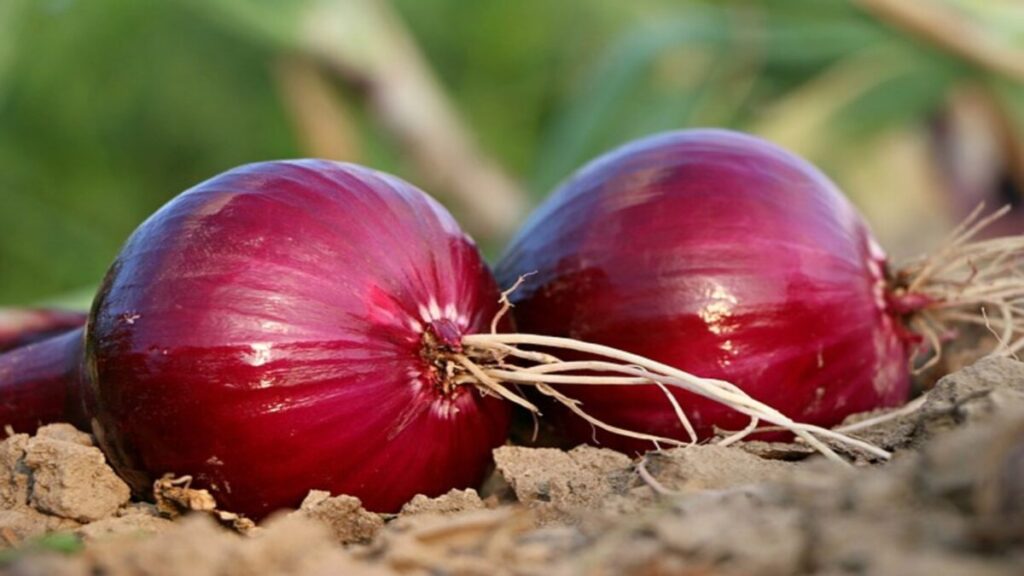 Benefits of Onion in Hindi: प्याज के इन फायदों को जानकर आप दंग रह जाएंगे ( Image Source: Pixabay)