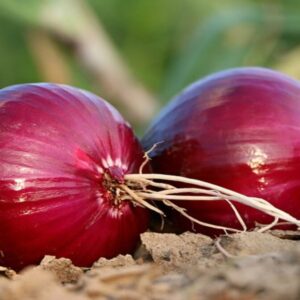 Benefits of Onion in Hindi: प्याज के इन फायदों को जानकर आप दंग रह जाएंगे ( Image Source: Pixabay)