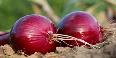 Benefits of Onion in Hindi: प्याज के इन फायदों को जानकर आप दंग रह जाएंगे