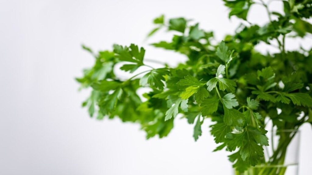 Coriander Benefits: आंखों की जलन से लेकर माहवारी तक, जानिए धनिया के 5 चमत्कारी फायदे (Image Source: Pixabay)