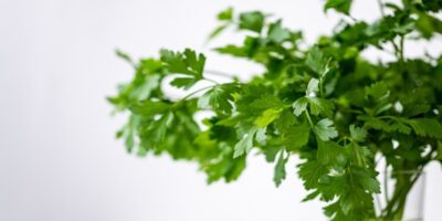 Coriander Benefits: आंखों की जलन से लेकर माहवारी तक, जानिए धनिया के 5 चमत्कारी फायदे