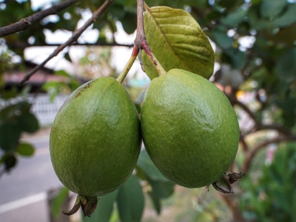 Guava Health Benefits