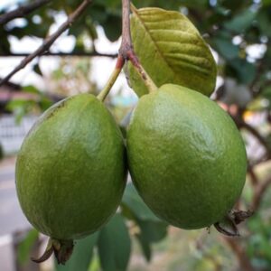 Guava Health Benefits