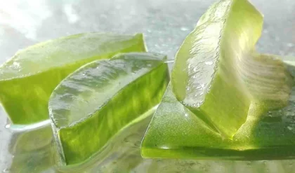 Aloe Vera Juice Benefits: गुणों से भरपूर होता है घर पर बनाया हुआ एलोवेरा जूस, जानिए इसके फायदे (Image Source: Pixabay)