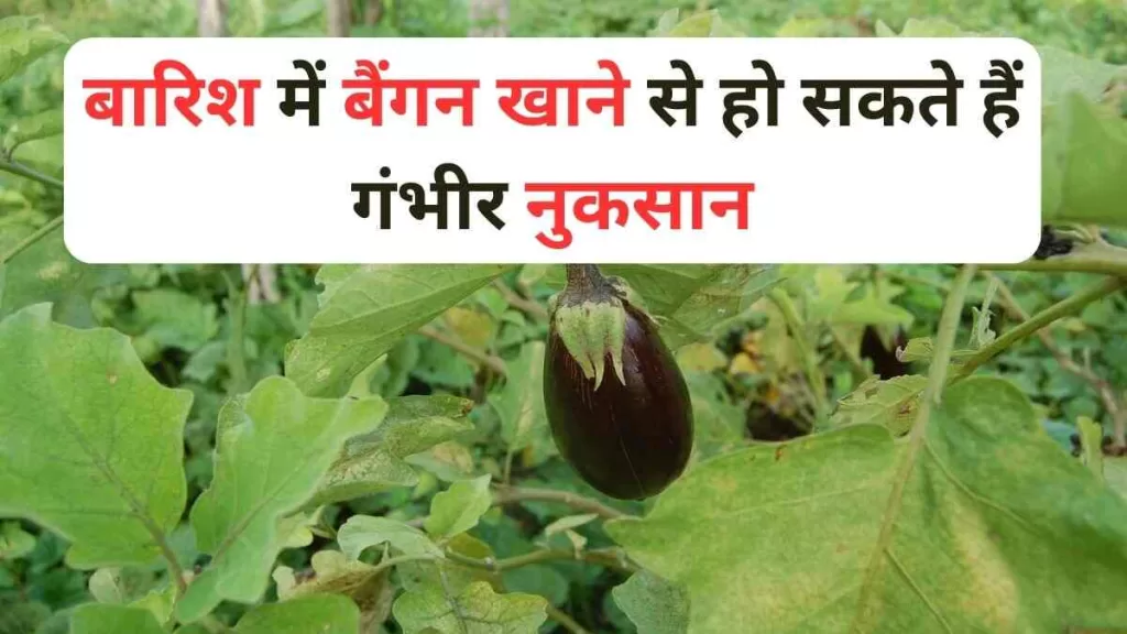 Brinjal Side Effects बारिश में बैंगन खाने से हो सकते हैं गंभीर नुकसान, यहां जानिए पूरी डिटेल