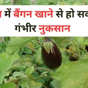 Brinjal Side Effects बारिश में बैंगन खाने से हो सकते हैं गंभीर नुकसान, यहां जानिए पूरी डिटेल