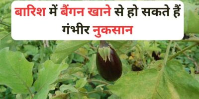 Brinjal Side Effects: बारिश में बैंगन खाने से हो सकते हैं गंभीर नुकसान, यहां जानिए पूरी डिटेल