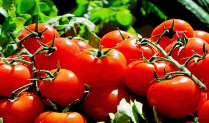 Tomato Health Benefits रोजाना टमाटर के सेवन करने से आपको मिलेंगे ये चमत्कारी फायदे (Image Credit: Pixabay)