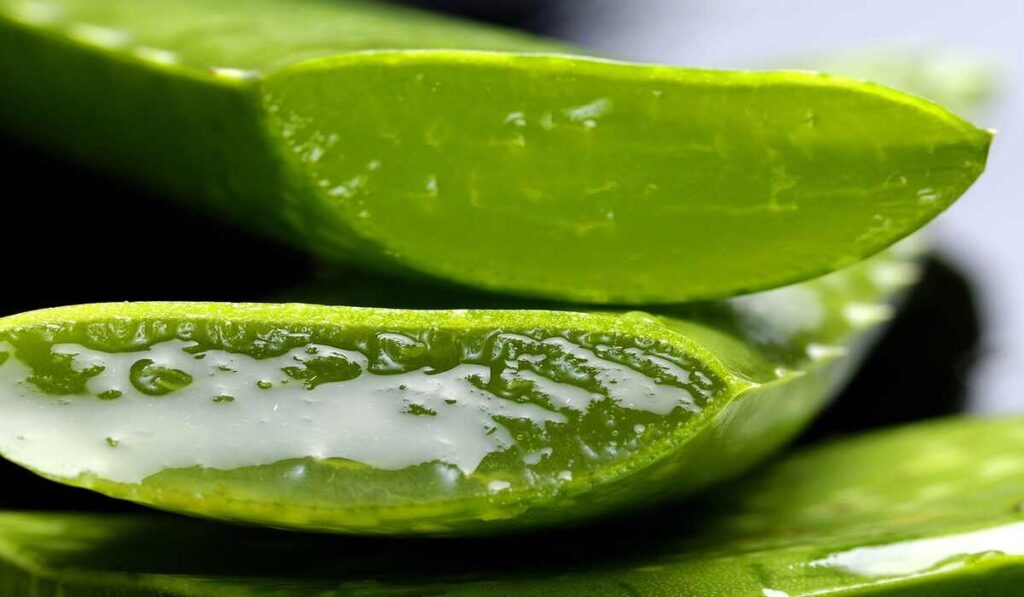 Aloe Vera: पाचन से लेकर त्वचा तक, जानिए एलोवेरा जूस पीने के अनगिनत फायदे