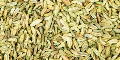 Benefits of Fennel Seeds: रोज़ाना सौंफ खाने से इन 3 बीमारियों का खतरा होगा खत्म, जानें इसका सही उपयोग