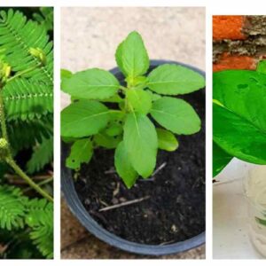 Lucky Plants: वास्तु के हिसाब से लगाएं ये 7 चमत्कारी पौधे, घर में आएगी धन की बहार