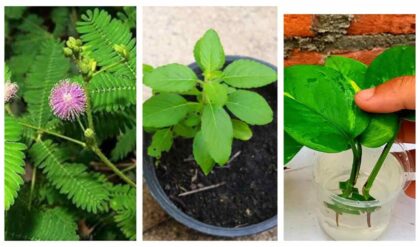 Lucky Plants वास्तु के हिसाब से लगाएं ये 7 चमत्कारी पौधे, घर में आएगी धन की बहार