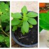 Lucky Plants वास्तु के हिसाब से लगाएं ये 7 चमत्कारी पौधे, घर में आएगी धन की बहार