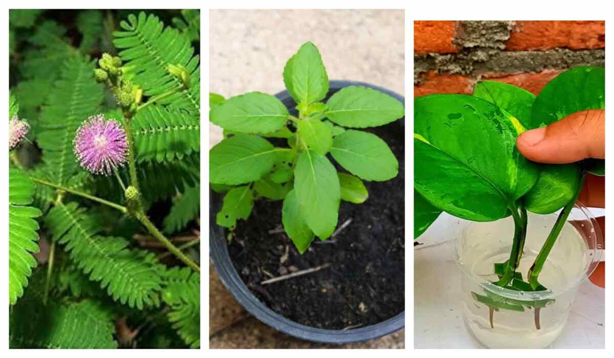 Lucky Plants वास्तु के हिसाब से लगाएं ये 7 चमत्कारी पौधे, घर में आएगी धन की बहार